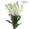 Stock White : Wholesale Flowers : Floral Supplies
