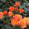 Spray Rose (Orange) : Wholesale Flowers : Floral Supplies