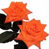 Rose Miracle (Orange) 50cm : Wholesale Flowers : Floral Supplies