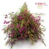 Waxflower Purple : Wholesale Flowers : Floral Supplies