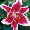 Lily Starfighter 2-3 Blooms : Wholesale Flowers : Floral Supplies