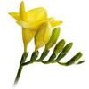 Freesia (Yellow) : Wholesale Flowers : Floral Supplies