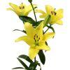 Lily (Yellow) : Wholesale Flowers : Floral Supplies