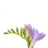 Freesia Purple : Wholesale Flowers : Floral Supplies