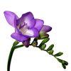 Freesia (Purple) : Wholesale Flowers : Floral Supplies