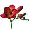 Freesia Red : Wholesale Flowers : Floral Supplies
