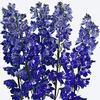 Delphinium (Dark Blue) : Wholesale Flowers : Floral Supplies