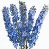 Delphinium (Light Blue) : Wholesale Flowers : Floral Supplies