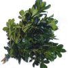 Pittosporum (Green) : Wholesale Flowers : Floral Supplies