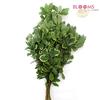Pittosporum (Variegated) : Wholesale Flowers : Floral Supplies