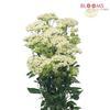 Trachellium White : Wholesale Flowers : Floral Supplies