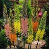 Eremurus Orange : Wholesale Flowers : Floral Supplies