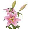 Lily Pink 3-5 Blooms : Wholesale Flowers : Floral Supplies