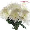 Spider Anastasia White : Wholesale Flowers : Floral Supplies