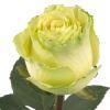 Rose Limbo Green 60cm : Wholesale Flowers : Floral Supplies