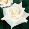Rose Eskimo (White) 40 Cm : Wholesale Flowers : Floral Supplies