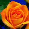 Rose Miracle Orange 40cm : Wholesale Flowers : Floral Supplies