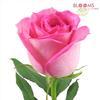 Rose Sweet Unique Soft Pink 50cm : Wholesale Flowers : Floral Supplies