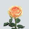 Rose Versilia  (Peach) 40 Cm : Wholesale Flowers : Floral Supplies