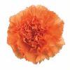 Carnations (Orange)  Fancy : Wholesale Flowers : Floral Supplies