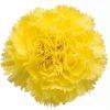 Carnations (Yellow)  Fancy : Wholesale Flowers : Floral Supplies
