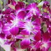 Dendrobium Orchid Bombay : Wholesale Flowers : Floral Supplies