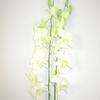 Dendrobium Orchid (White) : Wholesale Flowers : Floral Supplies