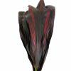 Ti Leaves (Black Magic) : Wholesale Flowers : Floral Supplies