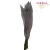 Ti Leaves Black Magic : Wholesale Flowers : Floral Supplies
