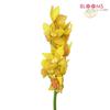 Cymbidium Orchid Spray Yellow : Wholesale Flowers : Floral Supplies