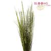 Scotch Broom : Wholesale Flowers : Floral Supplies