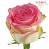 Rose Esperance (Pink & White) 60 Cm : Wholesale Flowers : Floral Supplies