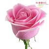 Rose Rosita Vendela Pink / White 60cm : Wholesale Flowers : Floral Supplies