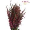 Heather Pink : Wholesale Flowers : Floral Supplies