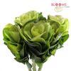 Kale (White) : Wholesale Flowers : Floral Supplies