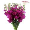 Stock Deep Pink / Fuschia : Wholesale Flowers : Floral Supplies