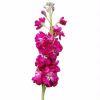 Stock (Deep Pink/Fuschia) : Wholesale Flowers : Floral Supplies