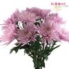 Spider Anastasia Lavender : Wholesale Flowers : Floral Supplies