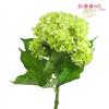 Mini Hydrangea Green : Wholesale Flowers : Floral Supplies