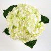 Wholesale Hydrangea Large (White)