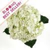Large Hydrangea White : Wholesale Flowers : Floral Supplies