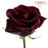 Rose Black Magic Dark Red 60cm : Wholesale Flowers : Floral Supplies