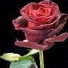 Rose Black Baccara  (Dark Red) 40cm : Wholesale Flowers : Floral Supplies