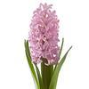 Hyacinthus Pink : Wholesale Flowers : Floral Supplies