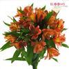 Alstroemeria Orange : Wholesale Flowers : Floral Supplies