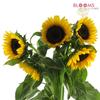 Sunflower Yellow : Wholesale Flowers : Floral Supplies