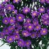 Monte Casino Aster (Purple) : Wholesale Flowers : Floral Supplies