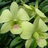 Dendrobium Orchid (Green) : Wholesale Flowers : Floral Supplies