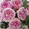 Garden Rose (Hot Pink) 40-60 cm. : Wholesale Flowers : Floral Supplies