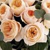 Garden Rose (Peach) 40-60 cm. : Wholesale Flowers : Floral Supplies